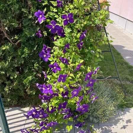 公寓 Charlie&blueberries *