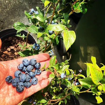 Charlie&blueberries * Belgrade
