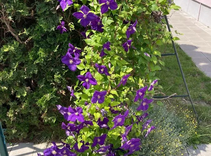 شقة Charlie&blueberries *